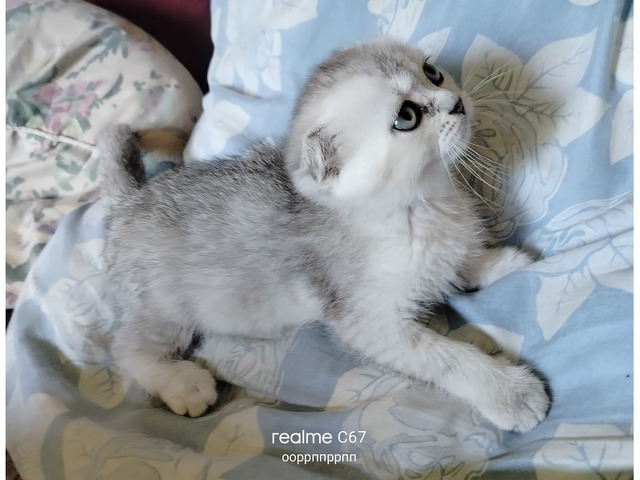 Шотландские котята - 4/8