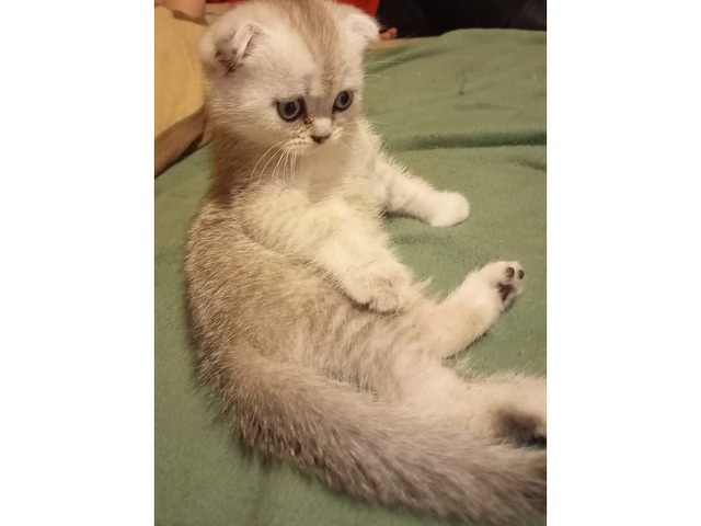 Шотландские котята - 5/8