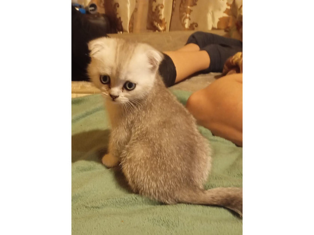 Шотландские котята - 6/8