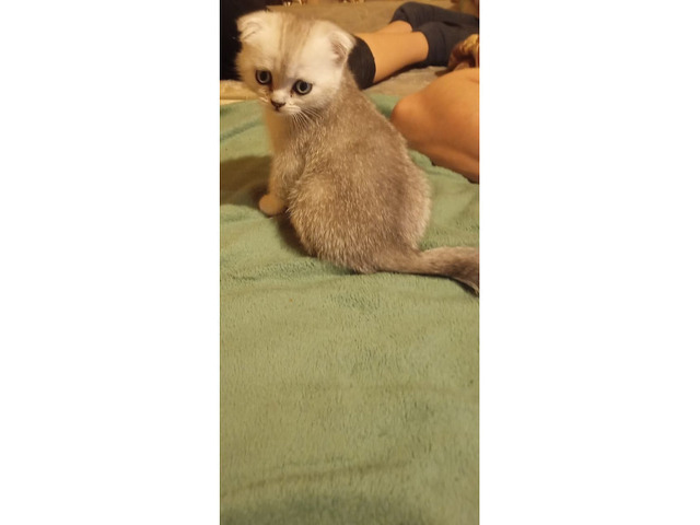 Шотландские котята - 7/8