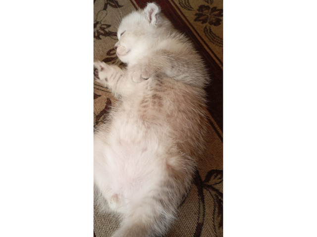 Шотландские котята - 8/8