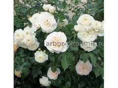 Саженцы роз из питомника с доставкой по Москве, ро / 9