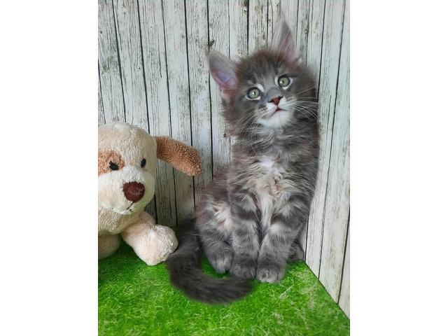 Котята мейн-кун - 1/11