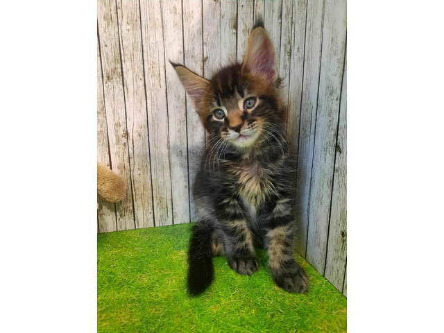 Котята мейн-кун - 2/11