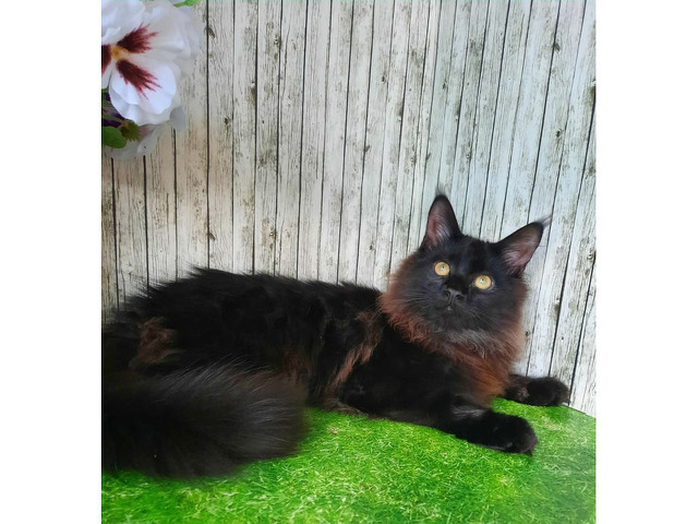Котята мейн-кун - 4/11