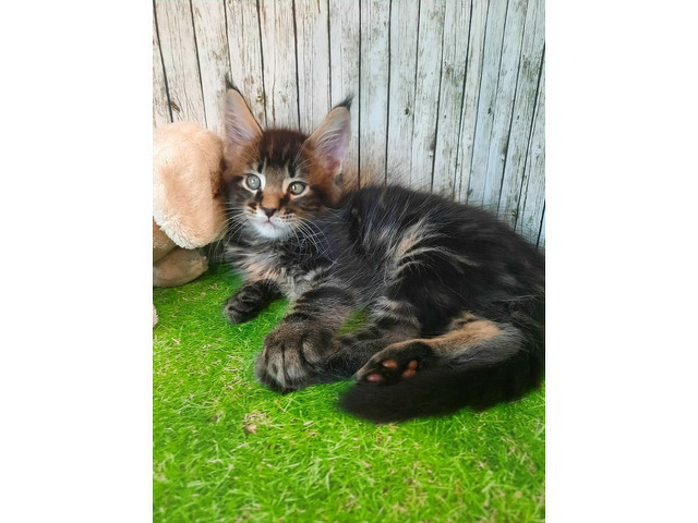 Котята мейн-кун - 6/11