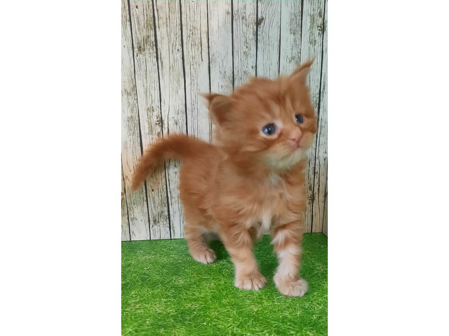 Котята мейн-кун - 7/11