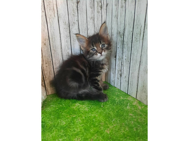 Котята мейн-кун - 8/11