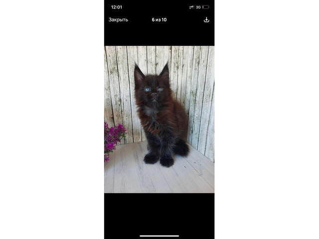 Котята мейн-кун - 11/11