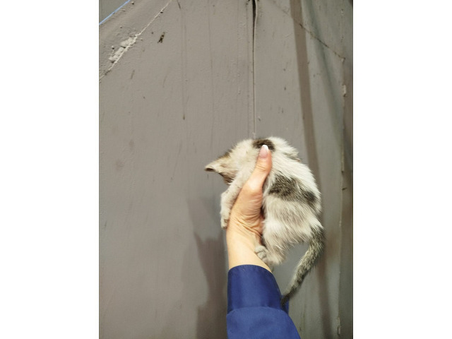 Котята ждут любящих хозяев - 2/5