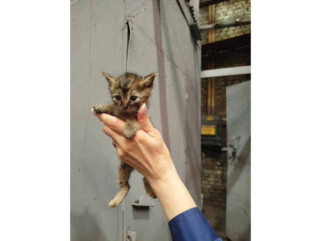 Котята ждут любящих хозяев - 4/5