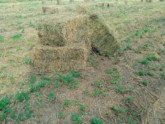Продам сено - Изображение 1/2
