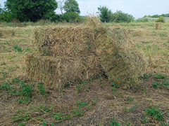 Продам сено - Изображение 2/2