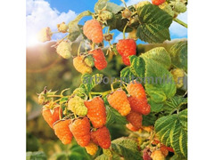 Плодовые деревья и плодовые крупномеры  / 2