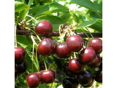 Плодовые деревья и плодовые крупномеры  / 3