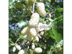 Плодовые деревья и плодовые крупномеры  / 4