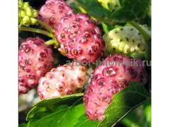 Плодовые деревья и плодовые крупномеры  / 6