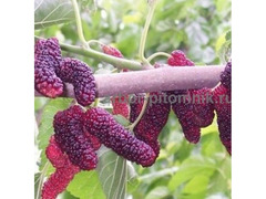 Плодовые деревья и плодовые крупномеры  / 8