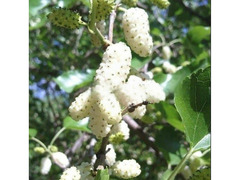 Плодовые деревья и плодовые крупномеры  / 10