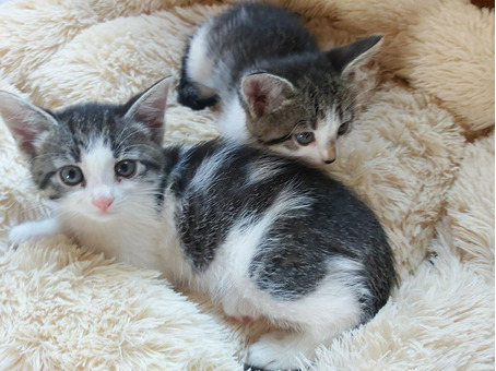 Котики в хорошие руки