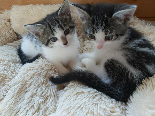 Котики в хорошие руки - 2/8