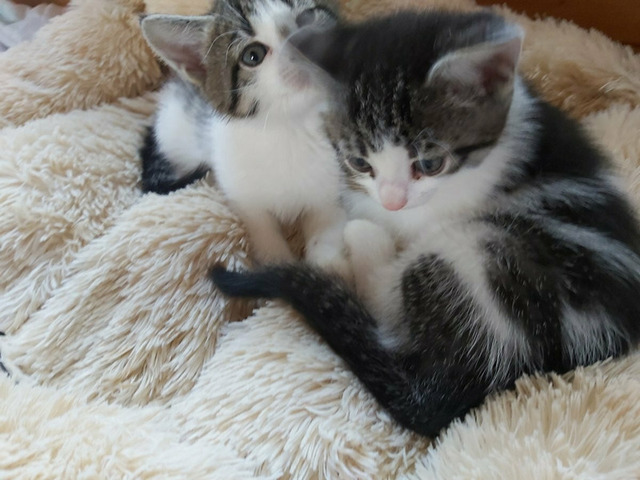 Котики в хорошие руки - 3/8