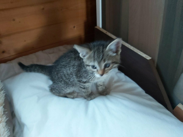 Котики в хорошие руки - 5/8
