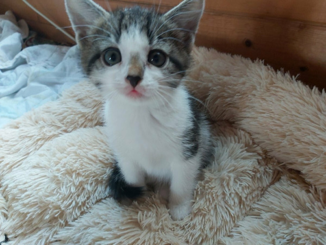 Котики в хорошие руки - 6/8