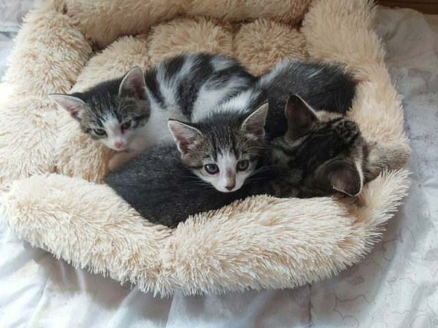 Котики в хорошие руки - 7/8