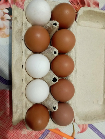 Домашние куриные яйца - 2/4