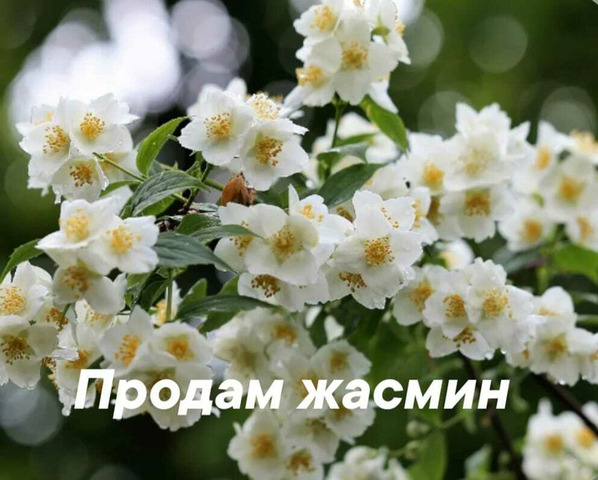 Садовые цветы - 4/12