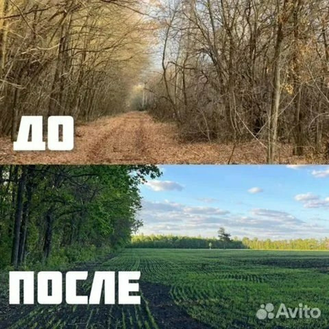 Расчистка территорий от деревьев и пней от 1 Га - 5/10