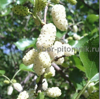 Плодовые деревья и плодовые крупномеры (большемеры) / 4