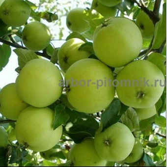 Саженцы яблони из питомника, с доставкой и посадкой / 2