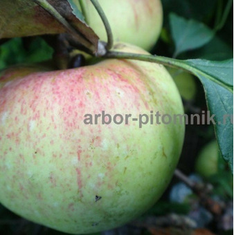 Саженцы яблони из питомника, с доставкой и посадкой / 4