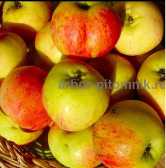 Саженцы яблони из питомника, с доставкой и посадкой / 6