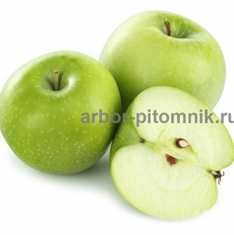 Саженцы яблони из питомника, с доставкой и посадкой / 7