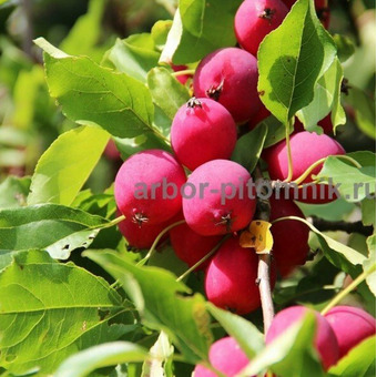 Саженцы яблони из питомника, с доставкой и посадкой / 10