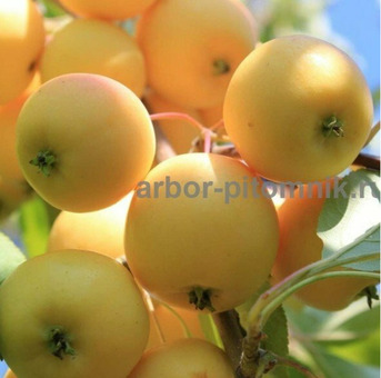 Саженцы яблони из питомника, с доставкой и посадкой / 11