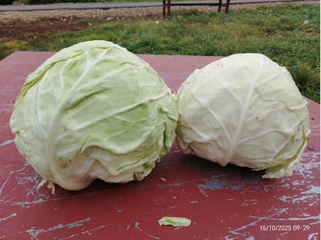Капуста сорт Мидор / 2