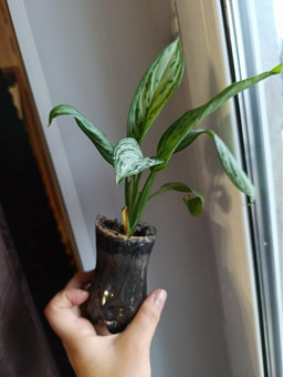 Спатифиллюм, англаонема / 2