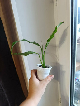 Спатифиллюм, англаонема / 3