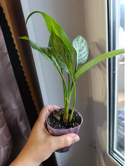 Спатифиллюм, англаонема / 4