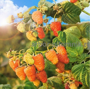 Плодовые деревья и плодовые крупномеры (большемеры) / 2