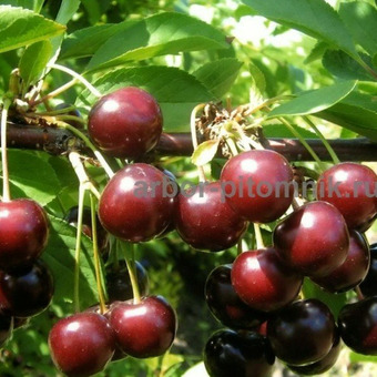 Плодовые деревья и плодовые крупномеры (большемеры) / 3