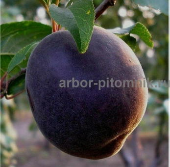 Плодовые деревья и плодовые крупномеры (большемеры) / 4