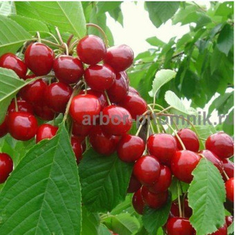 Плодовые деревья и плодовые крупномеры (большемеры) / 5