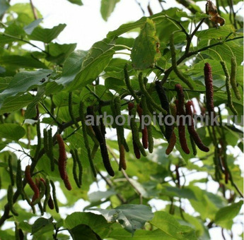 Плодовые деревья и плодовые крупномеры (большемеры) / 6