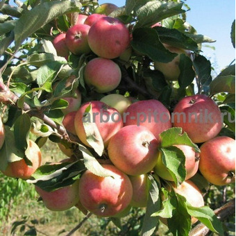 Плодовые деревья и плодовые крупномеры (большемеры) / 7