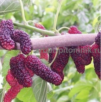 Плодовые деревья и плодовые крупномеры (большемеры) / 8